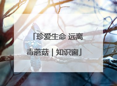 珍爱生命 远离毒蘑菇｜知识窗