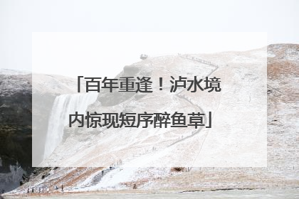 百年重逢！泸水境内惊现短序醉鱼草