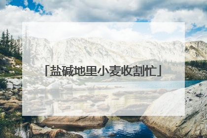 盐碱地里小麦收割忙