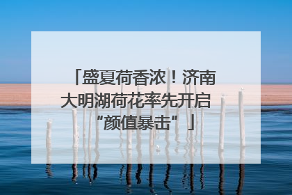 盛夏荷香浓！济南大明湖荷花率先开启“颜值暴击”