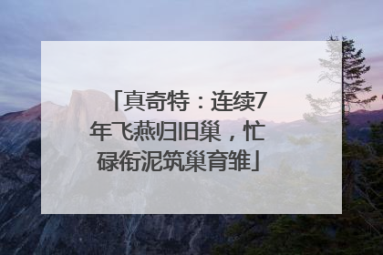 真奇特：连续7年飞燕归旧巢，忙碌衔泥筑巢育雏