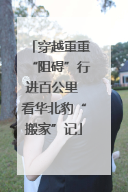 穿越重重“阻碍”行进百公里 看华北豹“搬家”记
