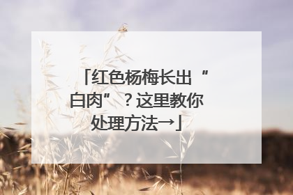 红色杨梅长出“白肉”？这里教你处理方法→