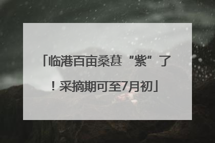 临港百亩桑葚“紫”了！采摘期可至7月初