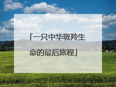 一只中华斑羚生命的最后旅程