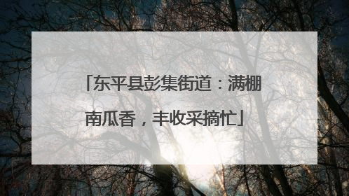 东平县彭集街道：满棚南瓜香，丰收采摘忙