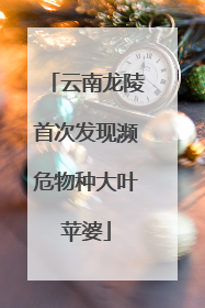 云南龙陵首次发现濒危物种大叶苹婆