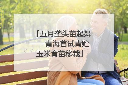 五月垄头苗起舞——青海首试青贮玉米育苗移栽