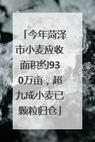 今年菏泽市小麦应收面积约930万亩，超九成小麦已颗粒归仓