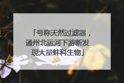 号称天然过滤器，通州北运河下游新发现大量蚌科生物