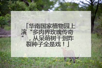 华南国家植物园上演“多肉界玫瑰传奇”，从呆萌树干到炸裂种子全是戏！