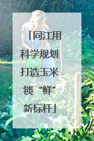 同江用科学规划打造玉米锁“鲜”新标杆