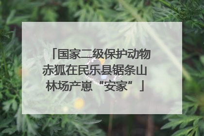国家二级保护动物赤狐在民乐县锯条山林场产崽“安家”