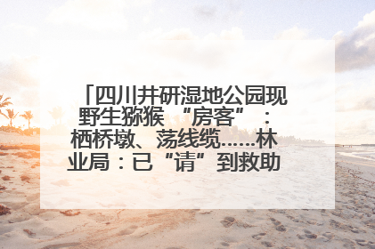 四川井研湿地公园现野生猕猴 “房客”：栖桥墩、荡线缆……林业局：已“请”到救助站，将放归自然