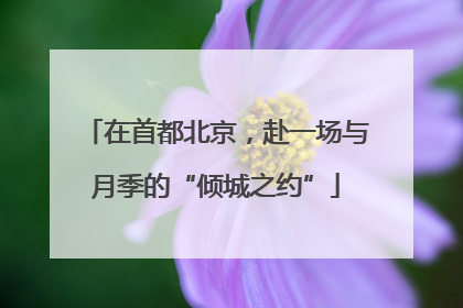在首都北京，赴一场与月季的“倾城之约”