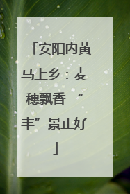 安阳内黄马上乡：麦穗飘香 “丰”景正好