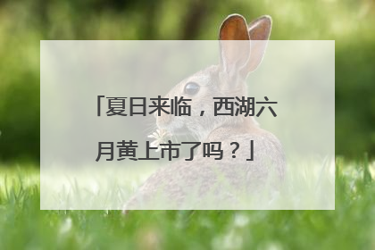 夏日来临，西湖六月黄上市了吗？