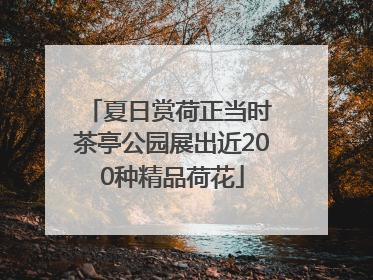 夏日赏荷正当时 茶亭公园展出近200种精品荷花