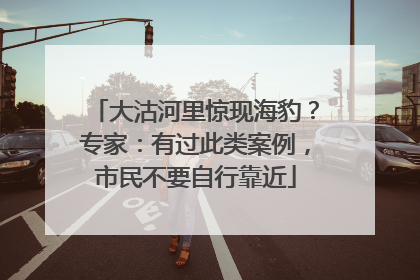 大沽河里惊现海豹？专家：有过此类案例，市民不要自行靠近