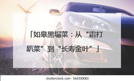 如皋黑塌菜：从“霜打趴菜”到“长寿金叶”