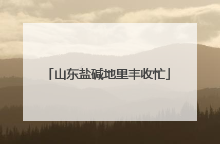 山东盐碱地里丰收忙
