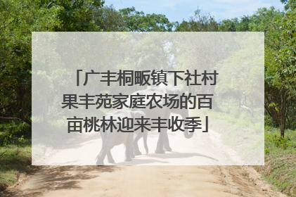 广丰桐畈镇下社村果丰苑家庭农场的百亩桃林迎来丰收季