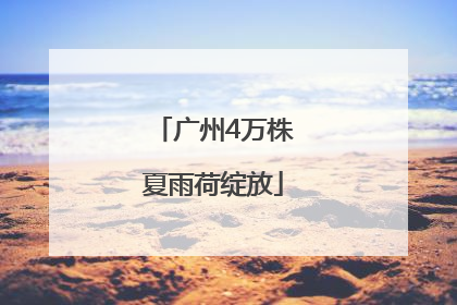 广州4万株夏雨荷绽放