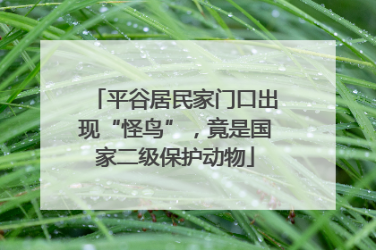 平谷居民家门口出现“怪鸟”，竟是国家二级保护动物