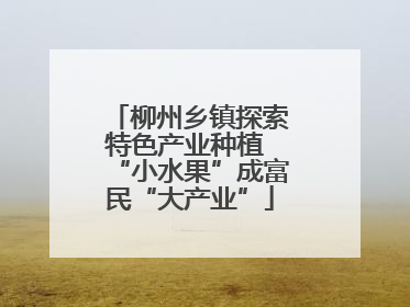 柳州乡镇探索特色产业种植 “小水果”成富民“大产业”