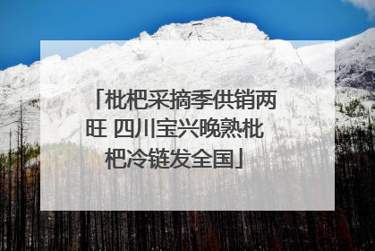 枇杷采摘季供销两旺 四川宝兴晚熟枇杷冷链发全国