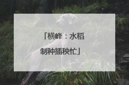 横峰：水稻制种插秧忙