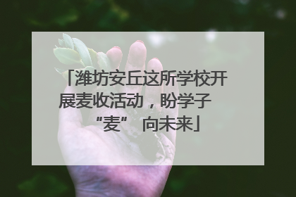 潍坊安丘这所学校开展麦收活动，盼学子 “麦” 向未来