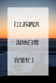 江苏泗洪：湿地白鹭育雏忙