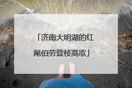 济南大明湖的红尾伯劳登枝高歌