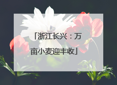 浙江长兴：万亩小麦迎丰收