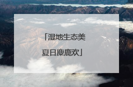 湿地生态美 夏日麋鹿欢