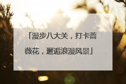 漫步八大关，打卡蔷薇花，邂逅浪漫风景