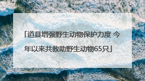 道县增强野生动物保护力度 今年以来共救助野生动物65只
