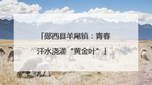 郧西县羊尾镇：青春汗水浇灌“黄金叶”