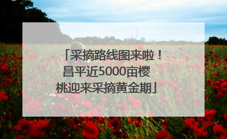 采摘路线图来啦！昌平近5000亩樱桃迎来采摘黄金期