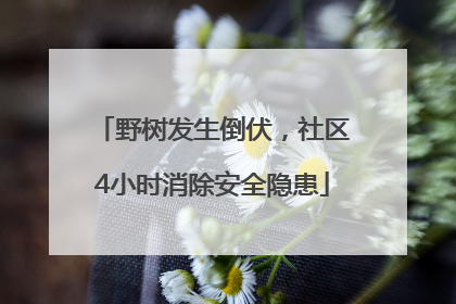 野树发生倒伏，社区4小时消除安全隐患