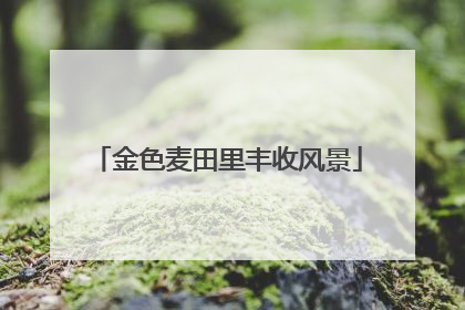 金色麦田里丰收风景