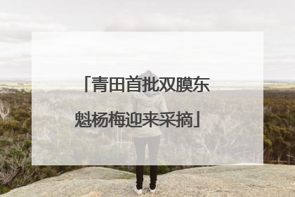青田首批双膜东魁杨梅迎来采摘