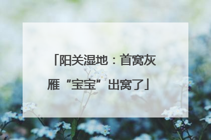 阳关湿地：首窝灰雁“宝宝”出窝了