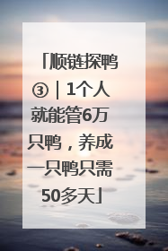 顺链探鸭③｜1个人就能管6万只鸭，养成一只鸭只需50多天