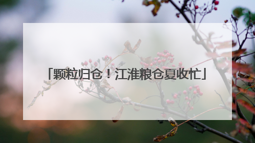 颗粒归仓！江淮粮仓夏收忙