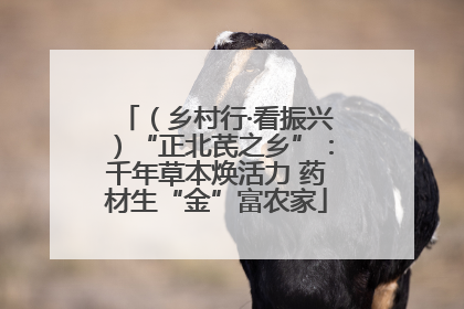 （乡村行·看振兴）“正北芪之乡”：千年草本焕活力 药材生“金”富农家