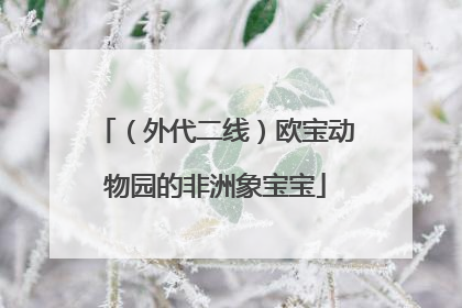 （外代二线）欧宝动物园的非洲象宝宝