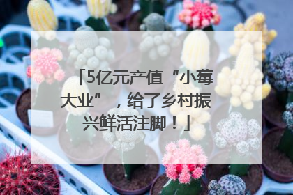 5亿元产值“小莓大业”，给了乡村振兴鲜活注脚！
